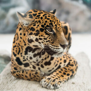 A Personal Quest for Jaguar Research and Preservation Image